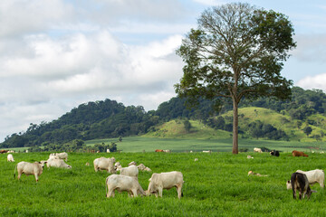 Uma paisagem rural com gado bovino pastando, com árvores e montanhas ao horizonte e céu nublado ao fundo.