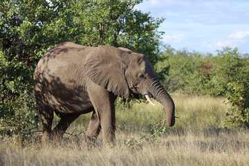 Afrikanischer Elefant / African elephant / Loxodonta africana