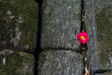 鎌倉2502　光則寺18　椿