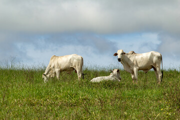 Três bois pastando no campo em dia de clima ameno e céu nublado