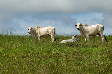 Tr&ecirc;s bois no pasto verde e fresco, em dia de clima ameno e c&eacute;u nublado