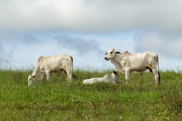 Um boi comendo capim, um boi deitado e outro boi em p&eacute;, em dia de clima ameno e c&eacute;u nublado