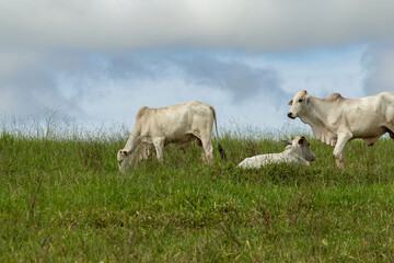 Obraz premium Um boi comendo capim, um boi deitado e outro boi em pé, em dia de clima ameno e céu nublado