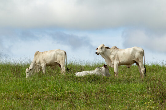 Um boi comendo capim, um boi deitado e outro boi em p&eacute;, em dia de clima ameno e c&eacute;u nublado
