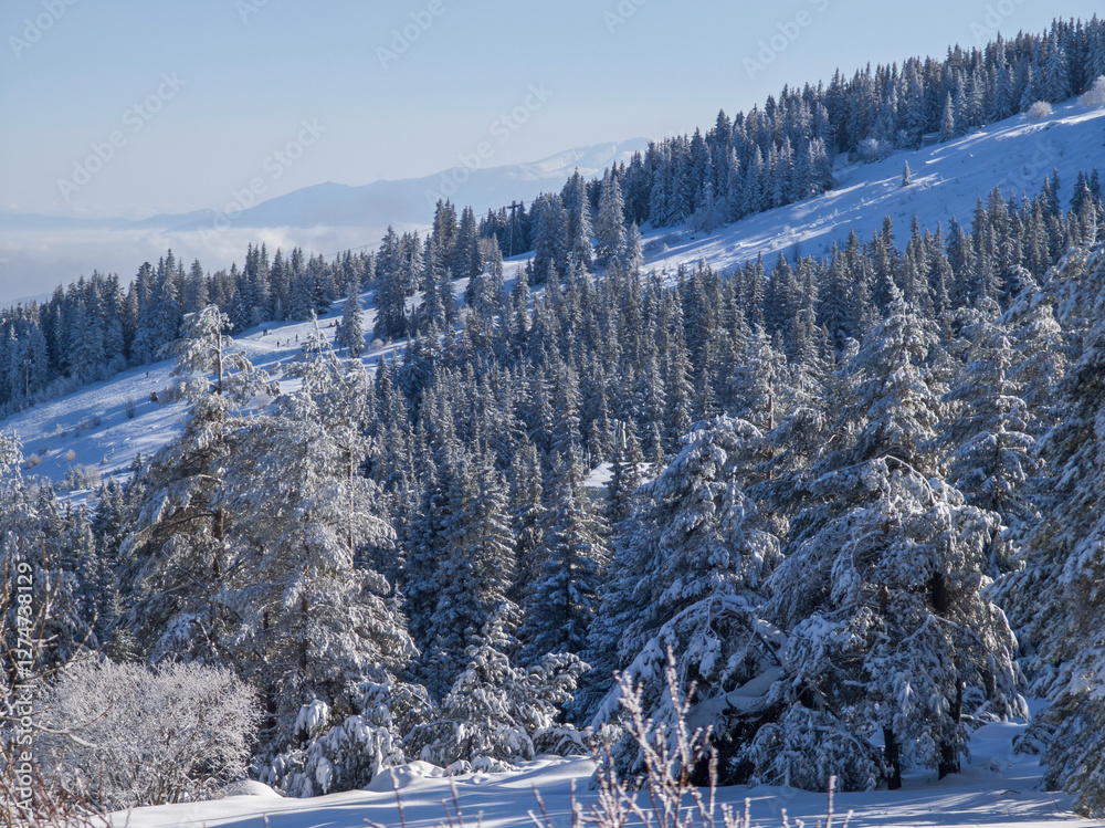 Poster Winter Landscape of Vitosha Mountain, Bulgaria