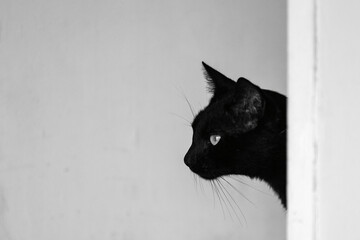 Cara de um gato preto que está atrás de uma porta entreaberta.