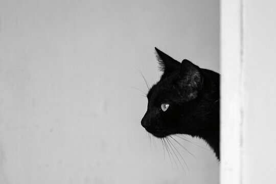 Cara de um gato preto que est&aacute; atr&aacute;s de uma porta entreaberta.