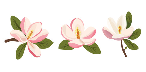 Magnolia flower. Vector clipart illustration on isolated background.