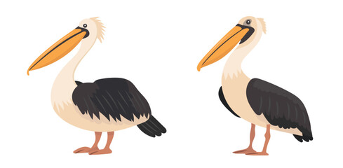 Pelican bird. Vector clipart illustration on isolated background.