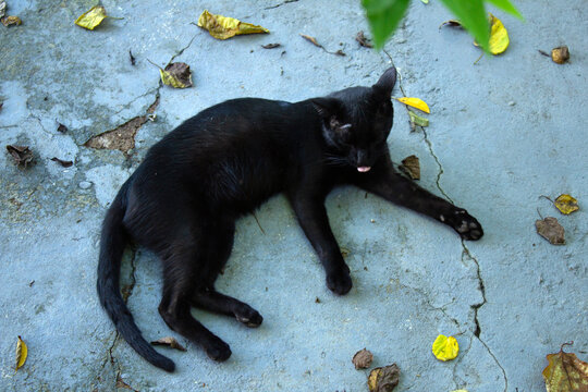Um gato preto deitado no ch&atilde;o de concreto do quintal, com algumas folhas ao redor.