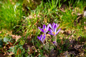 Mauve woodland crocuses blooming in bright spring sunshine among fresh grass. Growth. Renewal.