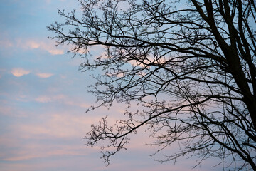 Silhouette of a tree with a beautiful pink blue sky with clouds in the background. The branches without leaves protrude into the picture and there is space for text or something similar.