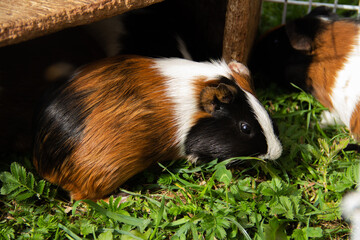 Guinea Pig on a Green Meadow &ndash; Cute Animal Photography