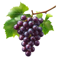 Fototapeta premium Fresh Bunch of Purple Grapes with Green Leaves, Perfect for Healthy Snacks, Smoothies, and Nutritious Fruit Salads.