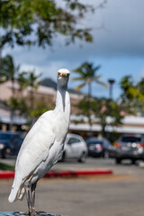The western cattle egret (Ardea ibis) is a species of heron (family Ardeidae) found in the tropics, Koko Marina Center, Hawaii kai, Homolulu Oahu Hawaii