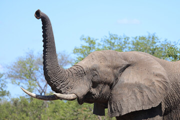 Obraz premium Afrikanischer Elefant / African elephant / Loxodonta africana