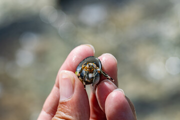 Calcinus seurati, commonly known as Seurat's hermit crab or whitebanded hermit, is a species of hermit crab in the family Diogenidae. Diamond Head Beach Park, Honolulu, Oahu Hawaii.  