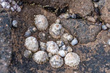 The False 'Opihi or False limpet otherwise known as Siphonaria normalis is an air breathing sea snail that shares its appearance with true limpets. Diamond Head Beach Park, Honolulu, Oahu Hawaii.  