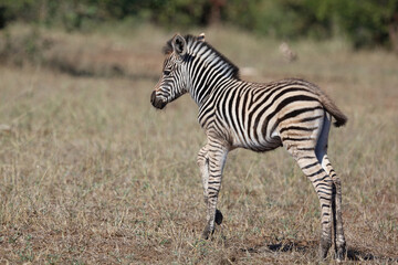 Steppenzebra / Burchell's zebra / Equus quagga burchellii.