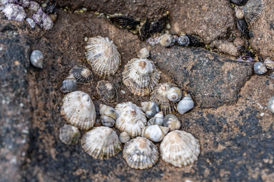 The False 'Opihi or False limpet otherwise known as Siphonaria normalis is an air breathing sea snail that shares its appearance with true limpets. Diamond Head Beach Park, Honolulu, Oahu Hawaii.  