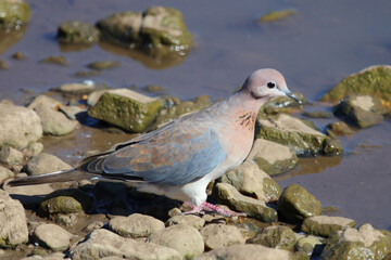 Palmtaube oder Senegaltaube / Laughing dove or Little brown dove / Stigmatopelia senegalensis uel...