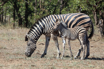 Steppenzebra / Burchell's zebra / Equus quagga burchellii.