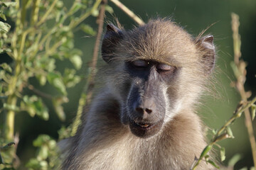 Bärenpavian / Chacma baboon / Papio ursinus
