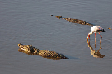 Nilkrokodil und Nimmersatt / Nile crocodile and Yellow-billed stork / Crocodylus niloticus et...