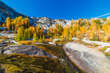 Creek Flowing Through Larch Forest