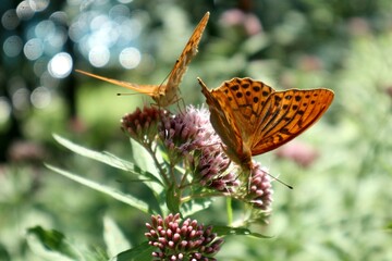 Two silver-washed fritillary butterflies are feeding on the flowers of a hemp agrimony plant in a sunny summer meadow © Erich