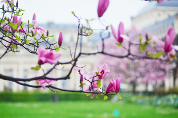 Pink magnolia tree flowers on a spring rainy day in Paris, France