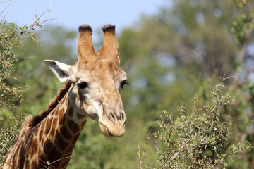 Giraffe / Giraffe / Giraffa camelopardalis