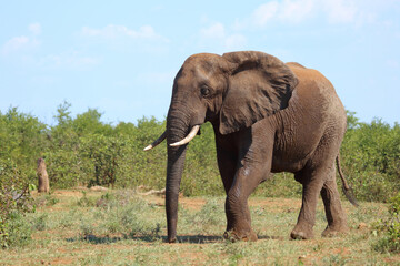 Fototapeta premium Afrikanischer Elefant / African elephant / Loxodonta africana