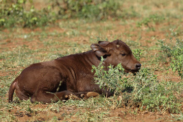 Fototapeta premium Kaffernbüffel / African buffalo / Syncerus caffer.