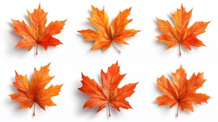 Collection of six vibrant autumn maple leaves on white background