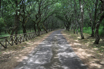 La foresta di Monte Sant'Antonio