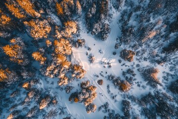 Pine trees in a forest during winter with sun shining through the branches creating a warm glow.