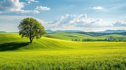 Fototapeta premium Green Field Meets Blue Sky with Rolling Hills and Lonely Tree. Rural Landscape with Green Meadow, Summer Fields, and Countryside Serenity.