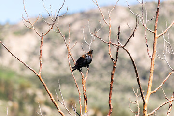 Blackbirds perched on dry branches against a blurred mountain backdrop.