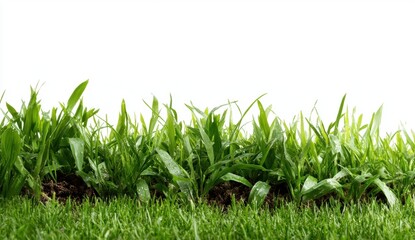 Fototapeta premium Fresh Green Grass with Dew Drops on a Bright White Background