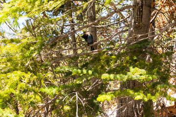 Blackbird perched on dry branches against a blurred mountain backdrop.