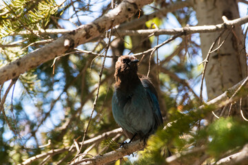 Blackbird perched on dry branches against a blurred mountain backdrop.