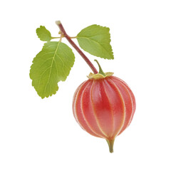 Fresh Red Passion Fruit with Ribbed Texture, Stem, and Green Leaves Isolated on a White Background

