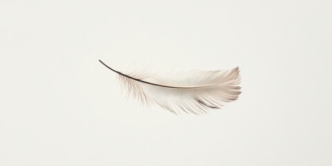 Obraz premium Delicate feather lies gently on a soft white surface
