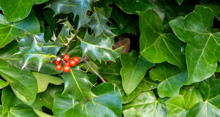 A Close Up View Of Holly Leaves With Red Berries
