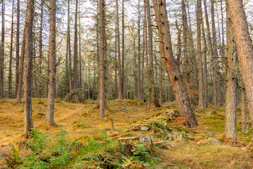 Obraz premium The Scottish Highlands Has An Abundance Of Trees Arranged In Many Different Ways