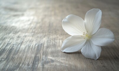 Naklejka premium Single white flower resting on a soft wooden surface, clean minimalist style, delicate petal details highlighted by soft light, peaceful and elegant