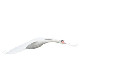 adult mute swan in flight on white background and cut out © PierreAllainPhoto