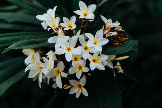 Cluster of fragrant white plumeria flowers in Bali