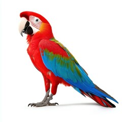 Obraz premium Vibrant parrot perched gracefully, showcasing its stunning feathers and playful spirit against a pure white backdrop.